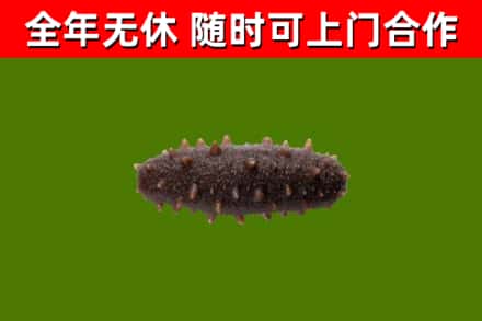 萨嘎县回收海参干